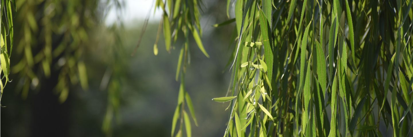 interior banner background